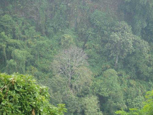 tree - nature