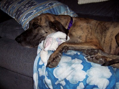 Ethel - Here is Ethel, one of our Great Danes, cuddling with her stuffed 'baby'