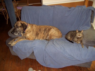 Ethel and Charlie - Here are our Great Dane, Ethel, and one of our rescued cats, Charlie, enjoying one another's company.