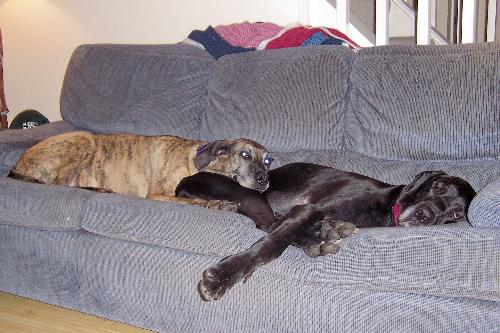 Ethel and Napoleon - Here are both of our Great Danes, Ethel and Napoleon, doing what Danes do best.