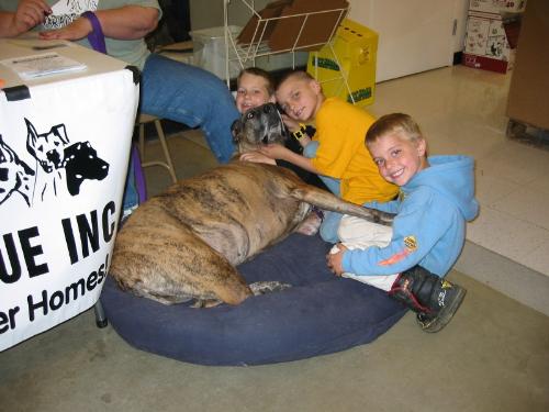 Ethel and Children - Hee is Ethel at a Mid-Atlantic Great Dane Rescue League outing, enjoying the attention of some of her young fans.