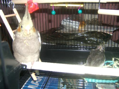 Two Cockatiels - Please help us get names!