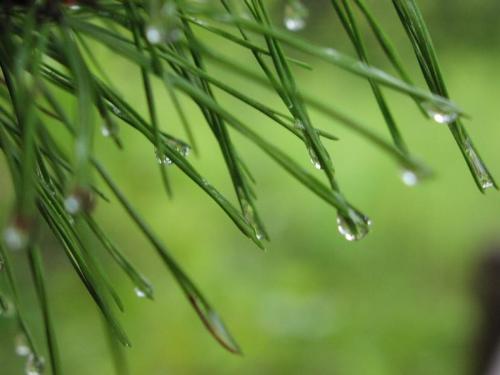 Oregon - Pine trees
