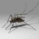 mosquito - west nile virus from mosquitos