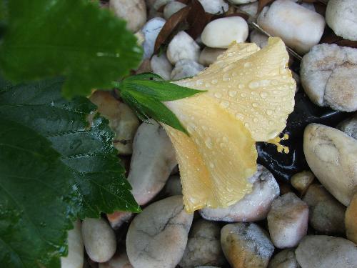 yellow hibiscus - This is a yellow hibiscus in my yard. It looks like the rain saddened it!