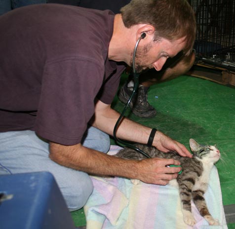 Cat Being Examined at Best Friends Vet - image of a cat being examined
