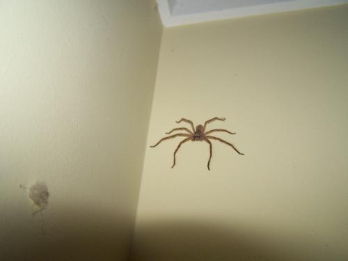 Hunty! - Hunty the Huntsman spider in my old apartment.