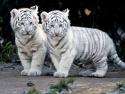 white tiger - beautiful white tiger.