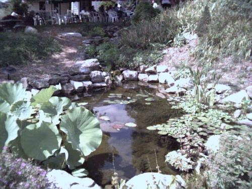 our back pond - Here is one angle view of our back pond