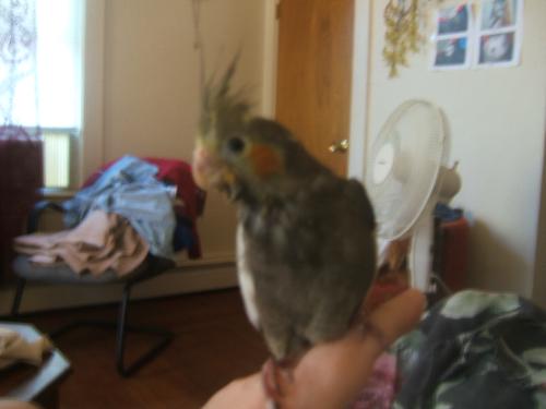 My only Hope - My tiel Hope