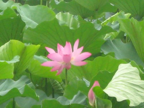 lotus flower - I like lotus flower very much, do you like it ?
