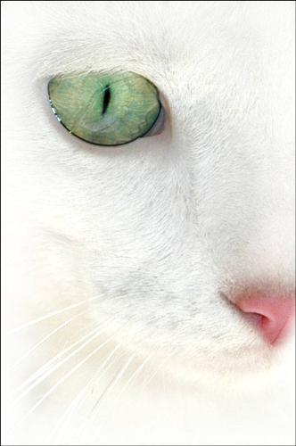 cat eyes - cat eyes very beautyfull