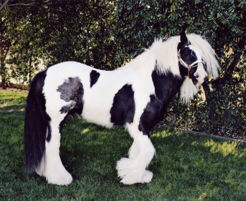 "Gypsy Horse" - These horse really look pretty in parades!