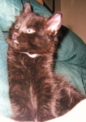 Milo the kitten - This is my kitten that is 7 months old. 