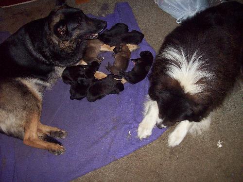my girl and her pups - wee, how gorgeous