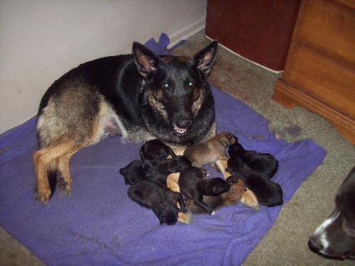 mamma and her babies - awwwwwwww