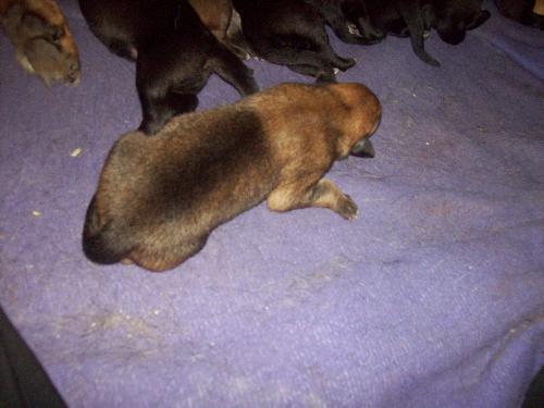My favorite - Oh how i wish i could keep her, she's the perfect tan german shepherd!