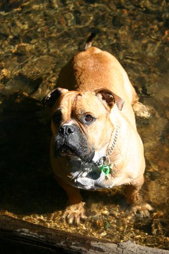 'George' - This is my 3-year-old Australian Bulldog 'George. He is the most lovable, friendly, affectionate and loyal dog you could own! He adoreds kids, loves to swim in fresh water, and is truly one of the family. I couldn't imagine not having him. I would reccomend them as a pet to anyone with kids, or to people who don't have a lot of time to exercise their dogs as he does not need too much exercise. He hardly barks and has very few health problems. We love him!