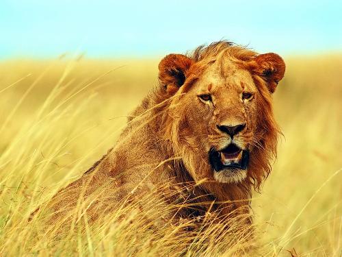 lion - using lion