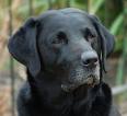 my dog - here is a photo of my levly black labrador kipper. cute and courteous and the only dog of mine.