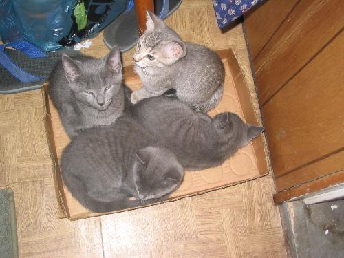 kittens - russian blue kittens.