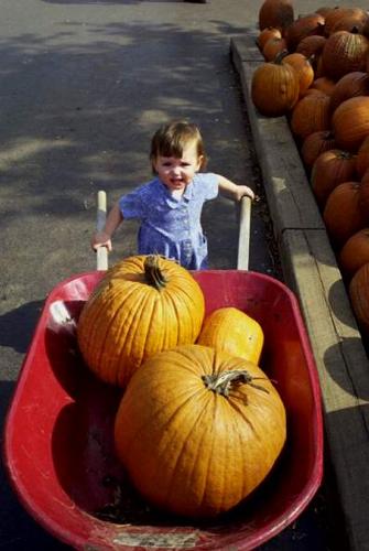 Pumpkins - Pumpkins