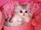 cat - pink cats