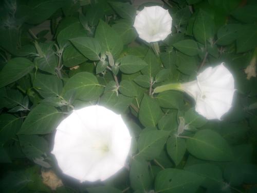 Moon Flowers - Beautiful and fragrant flower that blooms at night..