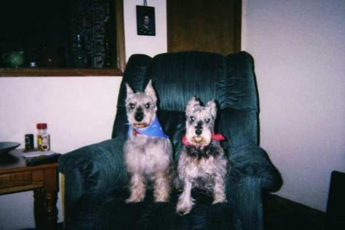 Daphne and Gunther - (L) Gunther and (R) Daphne...my rescues, now deceased.