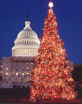 christmas tree - huge christmas tree