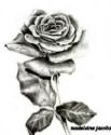 sketching of a rose - sketching