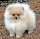 pomeranian  - cute adorable pomeranian