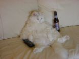 funny cat - funny cat got it from the internet