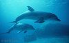 cute bottlenose dolphin - i love dolphins coz they're cute and friendly