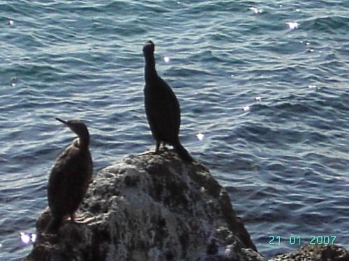 birds  - birds taking a moment