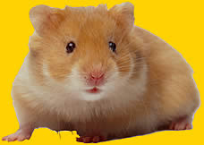 What Are You? - A pet guinea pig or hamster.