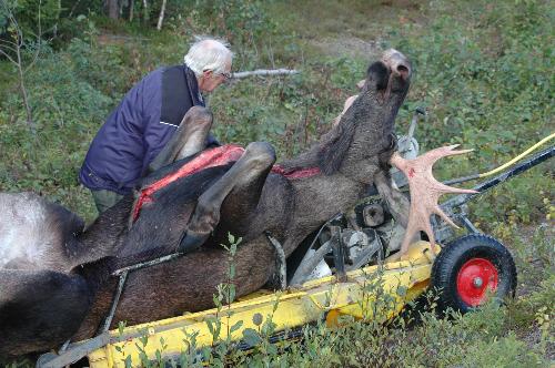 Elk Hunting - One Elk transpotid out of the woods. Elk Hunting - One Elk transpotid out of the woods.