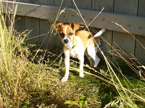 Maybe - This is my puppy Maybe. She is a Chorkie (Chihuahua/Yorkie cross).