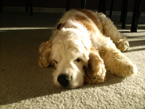 Destiny - This is Destiny. She is my 12.5 year old cocker spaniel. She is blind and deaf but still full of spunk.