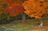 Fall scenery - Fall is coming to Boston!