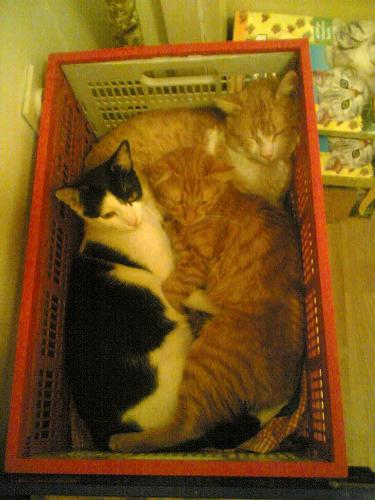 Great cats! :) - This are also my moms cats. It was winter. And it was cold :))