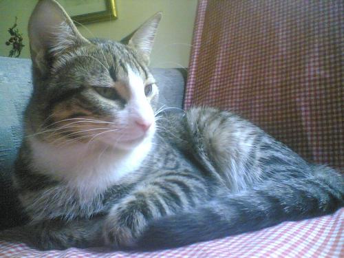 Greatest cat of all - He poses everytime i take a picture of him
