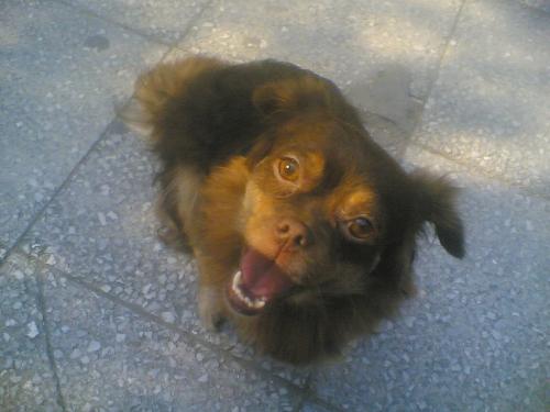 Happy dog - This dog was following my mom and got home with her. My mom now keeps her. I was also taking care of her prior my moving away from home.