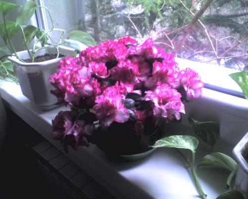 Flower - Just a great pic of flower on a window i took