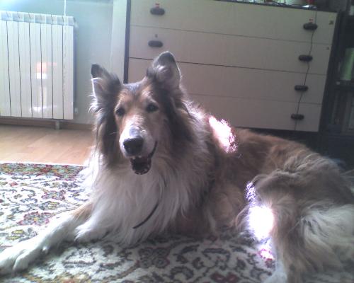 This is Dona - This is Dona. She is 13 yo. Great pet and great friend. She's my pet and I enjoy her company.