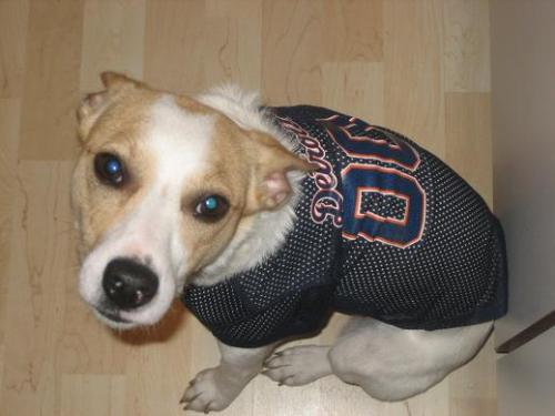 Dharma - My dog, dharma, in a detroit tigers jersey