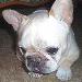 dog face - dog face