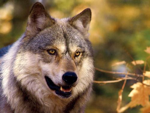 luckywolf.3 - the spirit of fortitude