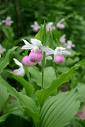 state flower - Flower,state,color