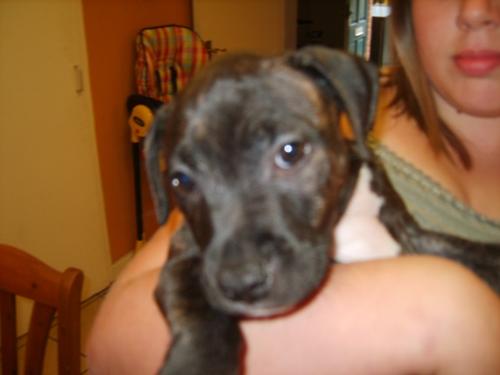 Crackers - My new puppy, Crackers. 13 weeks old roughly. =]]]